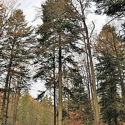 Schon am Waldeingang des Forstdistrikt Heller Graben sind die groen Tannen erkennbar.