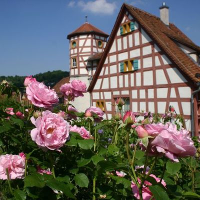 Der einzigartige Rosengarten am Romschlössle in Creglingen