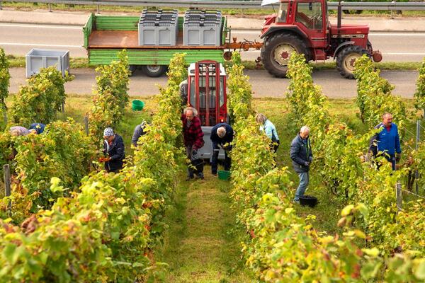 Schwarzriesling-Lese am Tauberberg in Markelsheim Weingut Braun Markelsheim