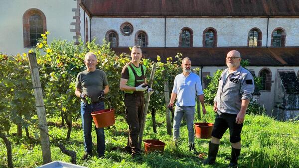 Der Weinjahrgang 2023 ist gelesen: Im Bronnbacher Josefsberg hat krzlich die Weinlese fr das Landratsviertele stattgefunden. Gemeinsam mit Kreisrat Alfred Bauch (v.l.) untersttzten die beiden Amtsleiter Frank Mittnacht (Amt fr Kultur und Tourismus) sowie Joachim Aragn (Amt fr Immobilienmanagement) des Landratsamtes Main-Tauber-Kreis Kellermeister Peter Arnold und sein Team bei der Weinlese.