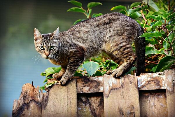 Aktuell werden in Tierarztpraxen aus dem Landkreis vermehrt Behandlungen gegen Vergiftungen von Heimtieren vorgenommen. Insbesondere betroffen hiervon sind Katzen.