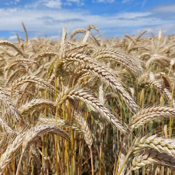 Ein Getreidefeld im Main-Tauber-Kreis: Die regionale Spezialit�t Gr�nkern entsteht aus dem halbreifen Korn des Dinkels. 