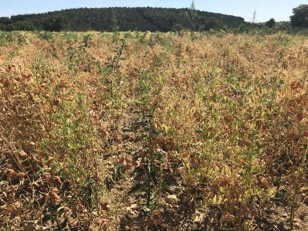 Blick auf ein Feld im Main-Tauber-Kreis: Rund um Boxberg und Bad Mergentheim wird die Linse in der Region verst�rkt angebaut.