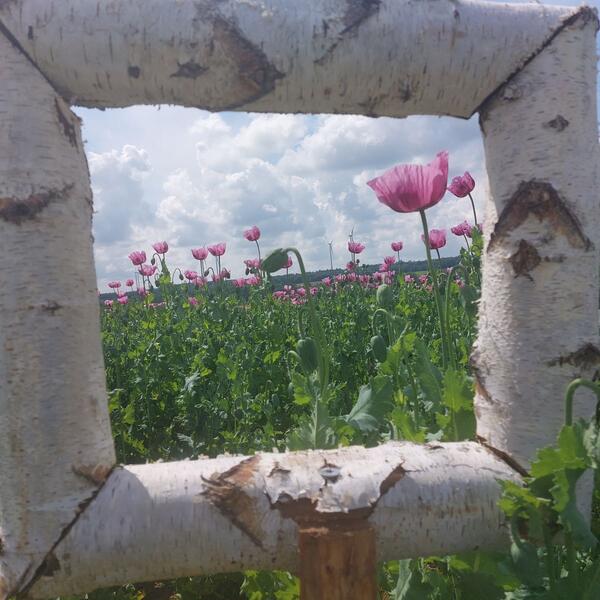 Blhendes Mohnfeld bei Creglingen. Mithilfe von Mohn und Rosen lassen sich verschiedene Spezialitten veredeln. 