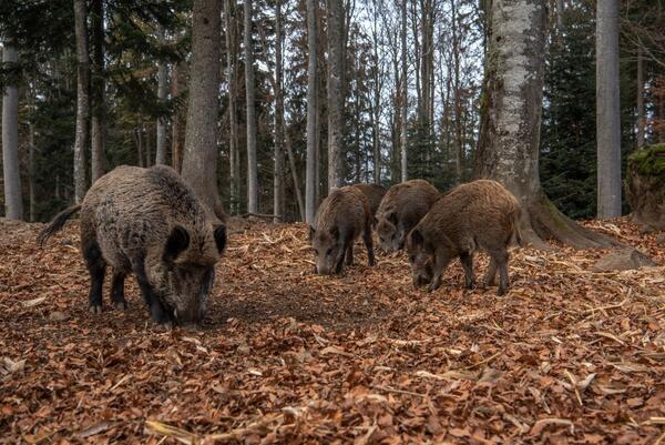J�gerinnen und J�ger, die im Main-Tauber-Kreis ein Wildschwein erlegen, m�ssen dieses ab sofort auf eine Infektion mit der Afrikanischen Schweinepest untersuchen lassen. Sie erhalten f�r die Untersuchung gesund erlegter Wildschweine eine Pr�mie von 50 Euro je Tier als Aufwandsentsch�digung.