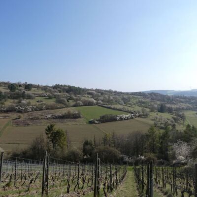 Blick auf die vielfltige Landschaft des Bchelbergs in Tauberbischofsheim mit Hecken, Steinriegeln, mageren Mhwiesen und Kalkmagerrasen. 