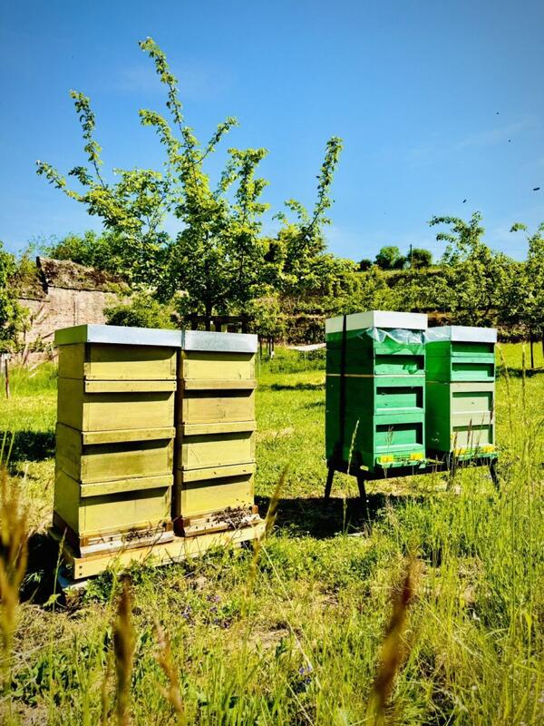 Insgesamt vier Bienenstöcke sind in Bronnbach auf der Wiese hinter der Orangerie zuhause. 