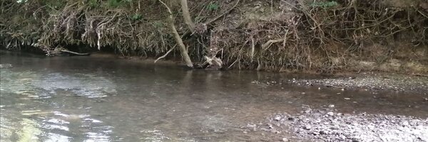 Der Vorbach in Niederstetten: In Fl�ssen und B�chen wird aktuell das Wasser knapp, das Landratsamt schr�nkt deshalb die Entnahme per Allgemeinverf�gung ein. 