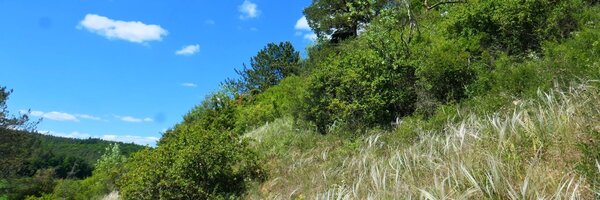 Drei Naturschutzgebiete im Tauberland feiern Jubilum: Hunsenberg (im Bild) und Mehlberg stehen seit 50 Jahren, die Ringelstaler-Weinhalde seit 25 Jahren unter Schutz. Ihre charakteristischen Trockenhnge bieten seltenen Tier- und Pflanzenarten einen wichtigen Lebensraum. Durch Landschaftspflege - von Beweidung bis Gehlzentfernung - bleiben diese Biotope erhalten.