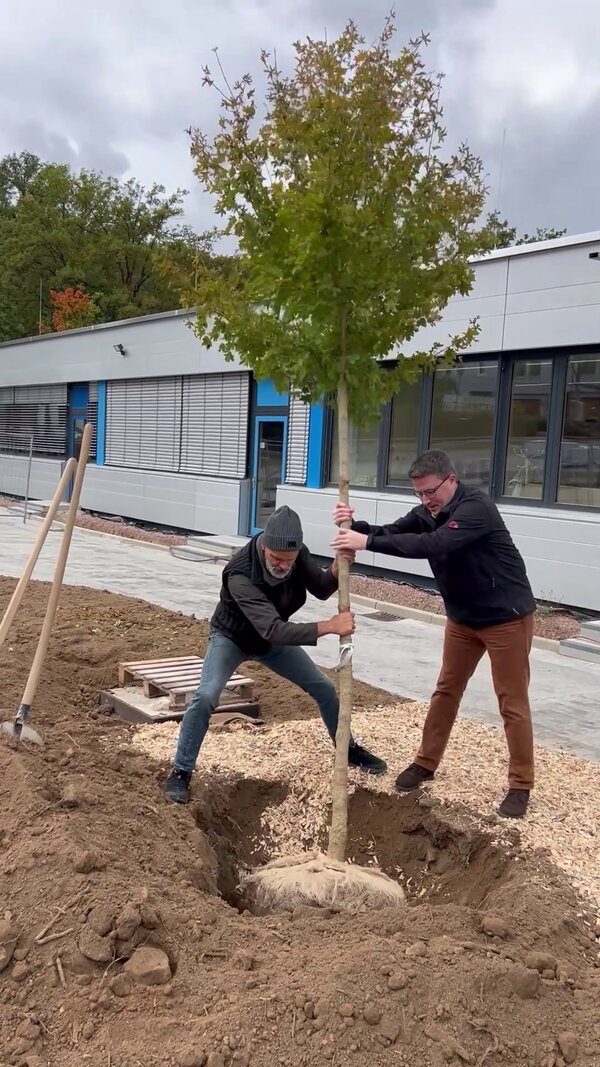 Landrat Christoph Schauder (rechts) pflanzte im Rahmen der Baumchallenge einen Feldahorn beim Beruflichen Schulzentrum Wertheim. Dabei unterst�tzte ihn der Amtsleiter Immobilienmanagement, Joachim Arag�n.