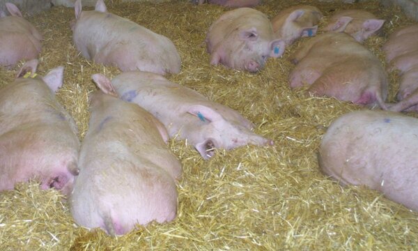 Sauen im Stall: In Bad Mergentheim findet am Mittwoch, 18. Dezember, um 10 Uhr die j&auml;hrliche Schweinefachtagung statt.