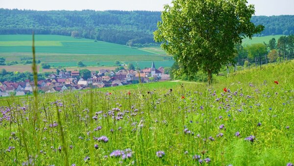 Idyllische Landschaften wie hier in Wertheim-Dertingen begeistern Besucherinnen und Besucher des Taubertals. Der Tourismusverband feiert dieses Jahr sein 75-j�hriges Bestehen. 