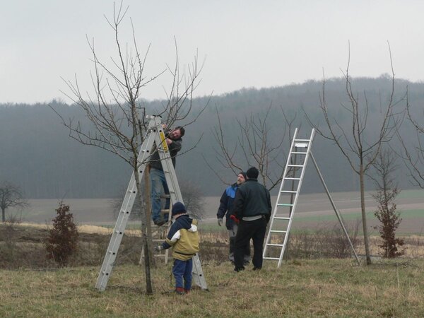 R�ckschnitt der Obstb�ume: Die j�hrliche Pflegema�nahme erh�ht die Lebenserwartung von Obstb�umen. Das dabei anfallende Schnittgut k�nnen B�rgerinnen und B�rger kostenfrei an den f�nf kreiseigenen Kompostpl�tzen entsorgen. 
