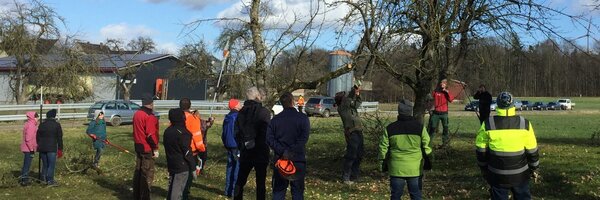 Beim Schnitt von Obstbäumen entsteht viel Schnitt, das ab 20. Januar bis 30. April kostenfrei an den fünf Recyclinghöfen im Landkreis abgegeben werden kann.