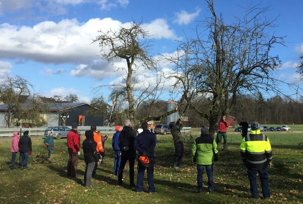 Die Beratungsstelle f&uuml;r Obst, Garten und Landschaft beim Landratsamt Main-Tauber-Kreis bietet im Februar und M&auml;rz mehrere Schnittkurse zur Pflege von Obstb&auml;umen an. Dabei wird gezeigt, wie ein regelm&auml;&szlig;iger Schnitt den Fruchtbehang verbessert.