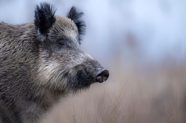 Auf dem Bild sieht man ein Wildschwein. 