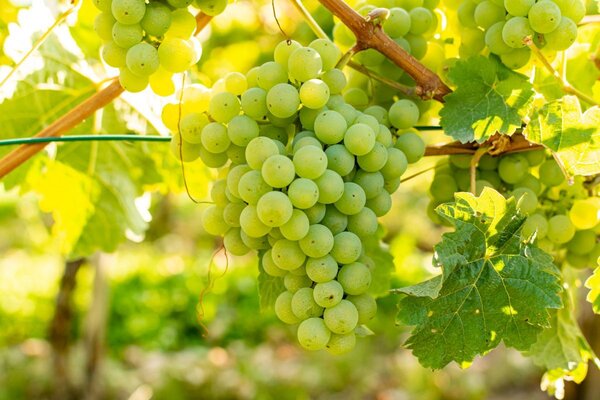 Das Landwirtschaftsamt des Landratsamtes Main-Tauber-Kreis bietet unter dem Motto &raquo;R&uuml;ckblick 2025 - Ausblick 2026: Aktuelle Themen im Weinbau&laquo; zwei Vortragsabende mit identischem Themenspektrum f&uuml;r die Winzerinnen und Winzer aus der Region an.