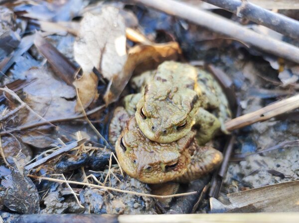 Erdkr�tenweibchen mit M�nnchen im Huckepack: Die prognostizierten Nachttemperaturen mit Regen lassen ein schnelles Einsetzen der Amphibienwanderung erwarten. 
