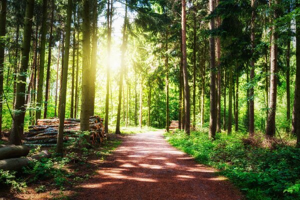 Das Foto zeigt einen Waldweg.