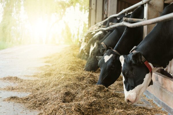 Die Landrats&auml;mter der Landkreise Main-Tauber, Hohenlohe, Schw&auml;bisch Hall und Rems-Murr sowie der Bauernverband Schw&auml;bisch Hall-Hohenlohe-Rems bieten am Mittwoch, 22. April, von 9 bis 16 Uhr die Lehrkr&auml;ftefortbildung "Landwirtschaft erleben lernen - vom Gr