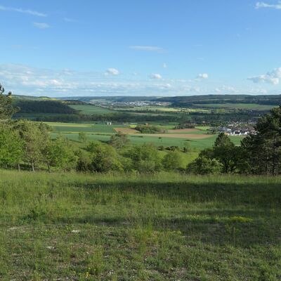 Der l&uuml;ckige, schafbeweidete Kalk-Magerrasen ist pr&auml;gend f&uuml;r das neue Naturschutzgebiet "Limbachsleite".