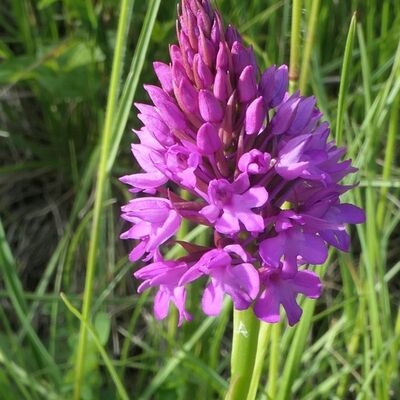 Die Pyramidenorchis ist ein Beispiel f&uuml;r den besonderen Orchideenreichtum des neuen Naturschutzgebietes Limbachsleite.