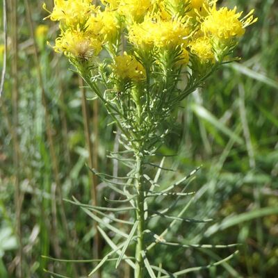 Die Gold-Aster geh&ouml;rt zu den hochgradig gef&auml;hrdeten Arten, die im neuen Naturschutzgebiet "Limbachsleite" vorkommen.