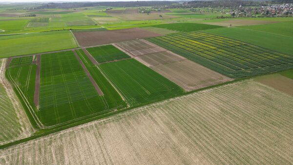 Das Zentrale Versuchsfeld in Boxberg-Schwabhausen Anfang April 2024: Dort findet am Dienstag, 14. April, um 18 Uhr der Vegetationsfeldtag statt. 