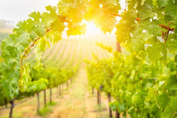 Privatpersonen, Vereine und Initiativen, die sich vorbildlich um die Erhaltung traditioneller Landschaftsformen in W�rttemberg k�mmern, k�nnen sich f�r den Kulturlandschaftspreis 2026 bewerben.