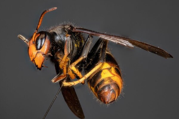 B�rgerinnen und B�rger sollen K�niginnen und Nester der Asiatischen Hornisse an die Landesanstalt f�r Umwelt melden. Mit den steigenden Temperaturen erscheinen derzeit die ersten Exemplare im Main-Tauber-Kreis. Die fr�hzeitige Entfernung der Funde hilft, die Etablierung der invasiven Art einzud�mmen.