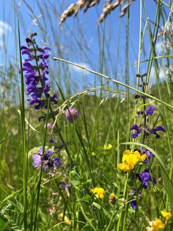 Artenreiche Vielfalt mit Wiesensalbei und Hornschotenklee