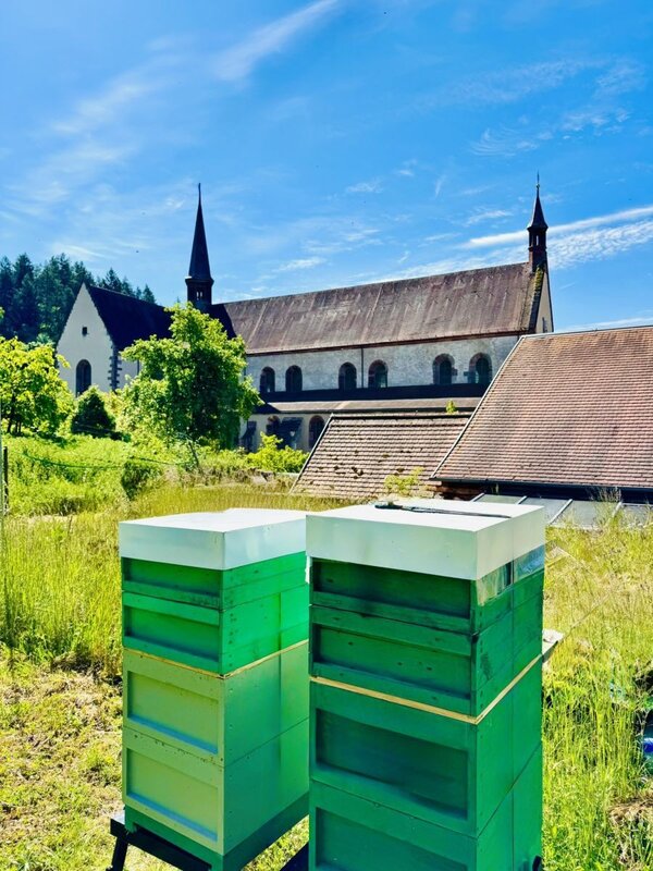 Aktuell sind in Bronnbach vier Bienenst&ouml;cke beheimatet. Die Bienen haben auf der Wiese hinter der Orangerie ihr Zuhause gefunden.