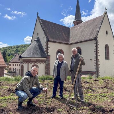 Im Bronnbacher Josephsberg sind etwa 600 neue Tauberschwarz-Rebst�cke gepflanzt worden: Frank Mittnacht, Amtsleiter f�r Kultur und Tourismus, Georg Denzer, Vorsitzender des Freundeskreises Kloster Bronnbach und Landrat a.D., sowie Martin Amend, Au�enbetriebsleiter Franken im Weingut F�rst L�wenstein in Kleinheubach (v.l.n.r) im neu angelegten Klosterweinberg.