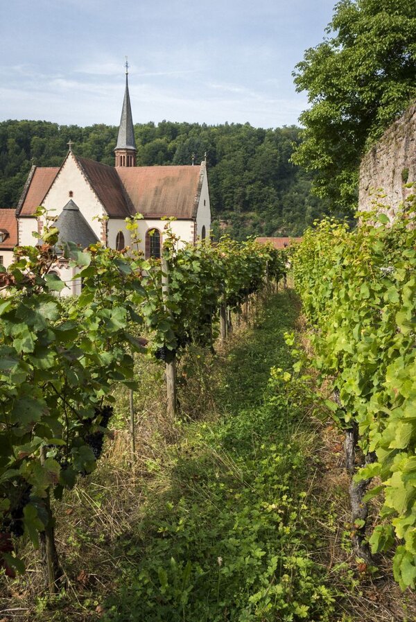 Einen zweieinhalbst&uuml;ndigen Rundgang durch die Klosterweinberge in Bronnbach wird am Sonntag, 21. Juni, um 16 Uhr angeboten.