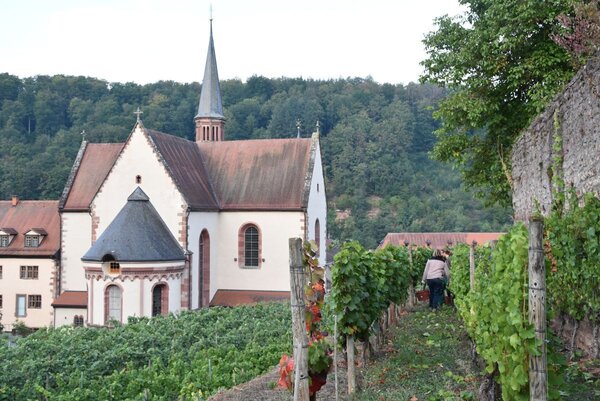 Der Weinbau hat in Bronnbach eine jahrhundertalte Tradition und noch immer findet j&auml;hrlich eine Weinlese im Josephsberg statt. Seit 2017 baut das Weingut F&uuml;rst L&ouml;wenstein aus Kleinheubach gemeinsam mit dem Kloster Bronnbach Wein aus. Aus dem dort gewonnen Wein wird das "Landratsviertele" hergestellt.