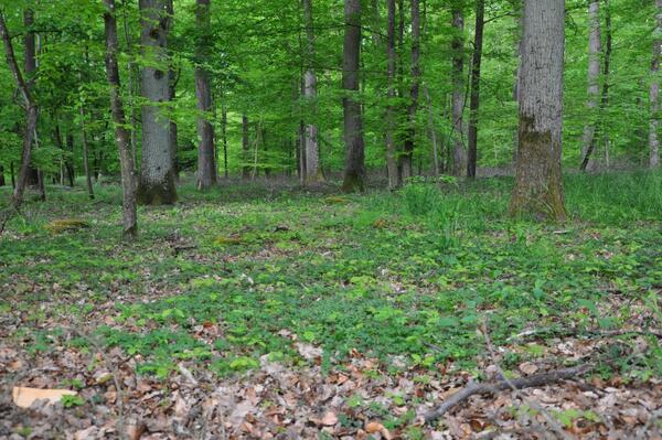 Bild vergr&ouml;&szlig;ern: Werden und Vergehen im Wald.