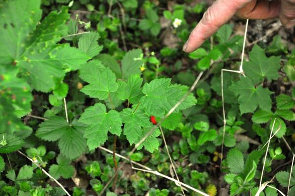 Der kleine Bergahorn zwischen Walderdbeeren.