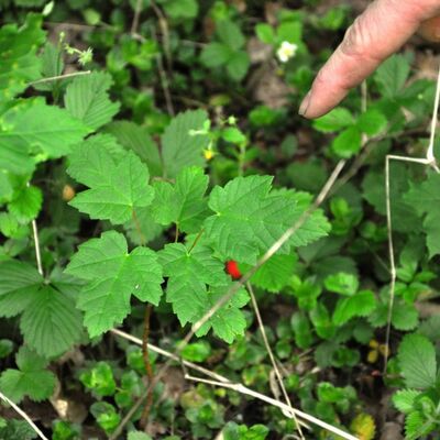 Der kleine Bergahorn zwischen Walderdbeeren.