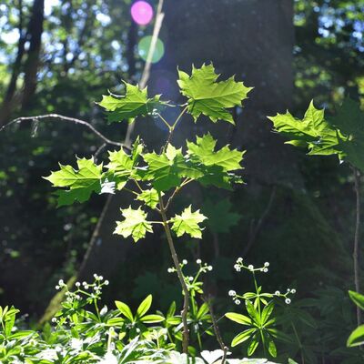 Eine weitere Ahornart im Blick - der junge Spitzahorn. Der groe Ahorn im Hintergrund beschtzt den Kleinen.