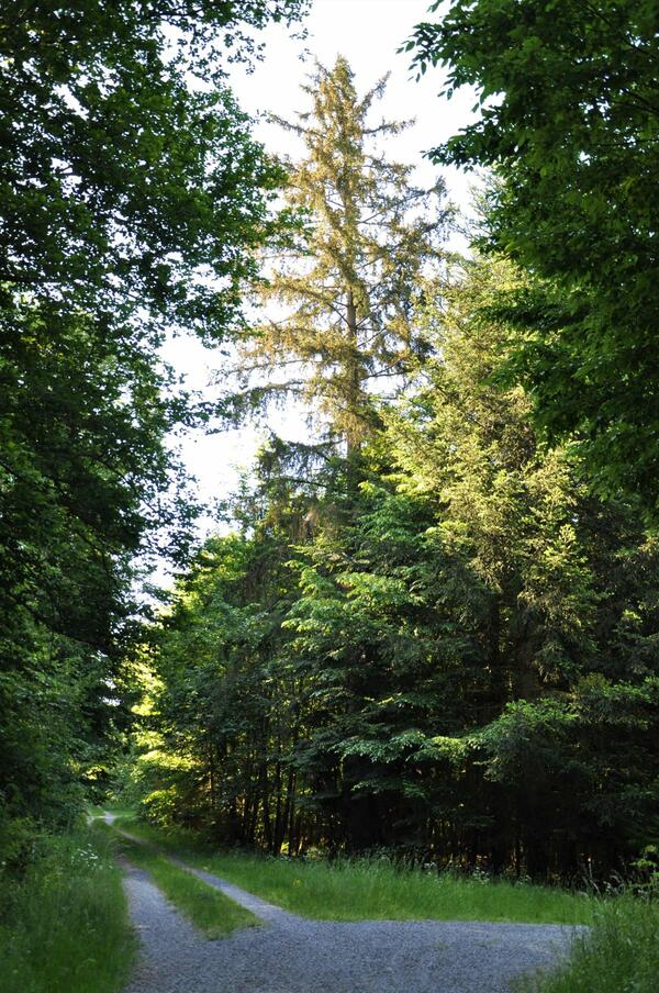 Die Seewaldfichte im Ahornwald