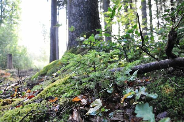 Kleine Fichte mit moosbedecktem Waldboden.