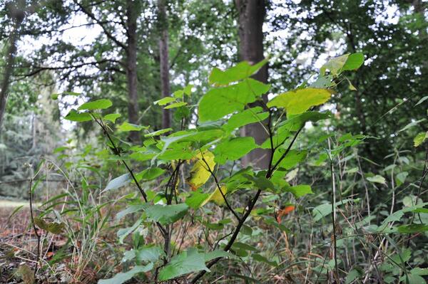 Der junge Wald - die Linde