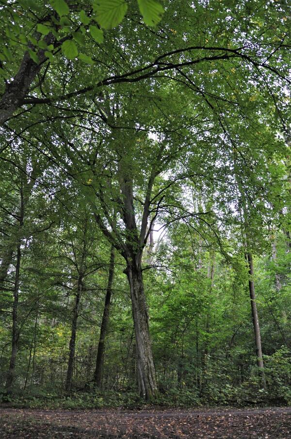 Die Hainbuche im Walterstal bei Königshofen.