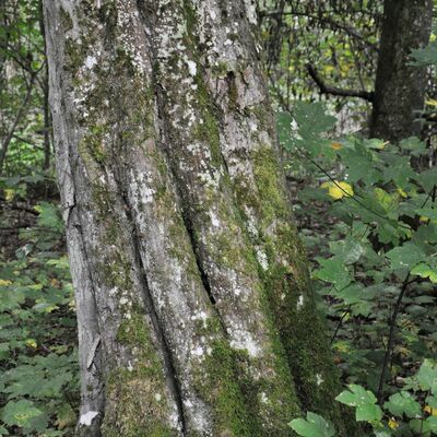 Typisch bei groen Hainbuchen sind leicht gedrehte, langwlstige Stmme.