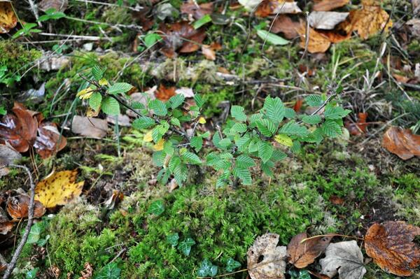 Die kleine Hainbuche - fast unscheinbar im Herbstwald.