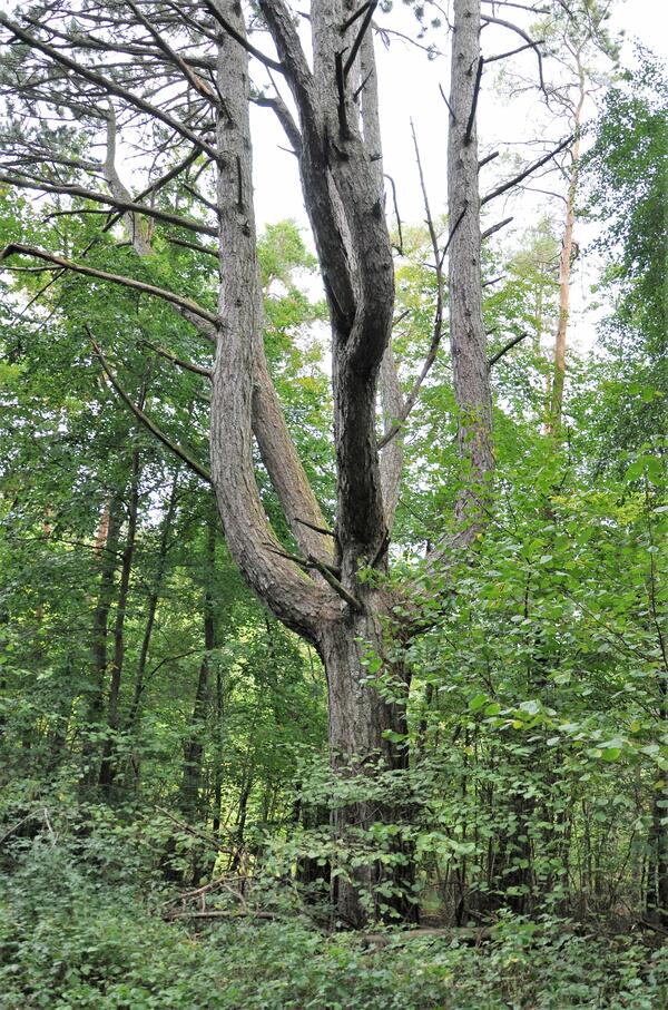 Die Schwarzkiefer bei Oberlauda. Der Baum ist ein Naturdenkmal.