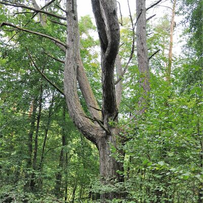 Die Schwarzkiefer bei Oberlauda. Der Baum ist ein Naturdenkmal.