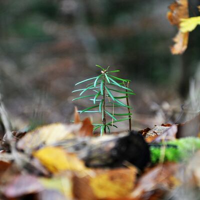 Die junge Weitanne will einmal ein groer immergrner Baum werden.