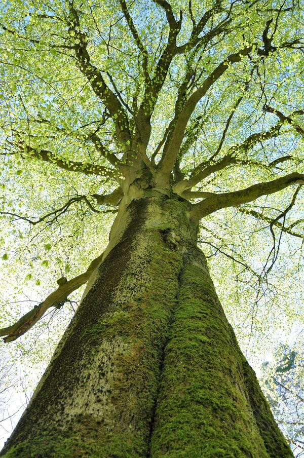 Die Knierer-Buche bei Heckfeld ist etwa 350 Jahre alt und ist als Naturdenkmal ausgewiesen.