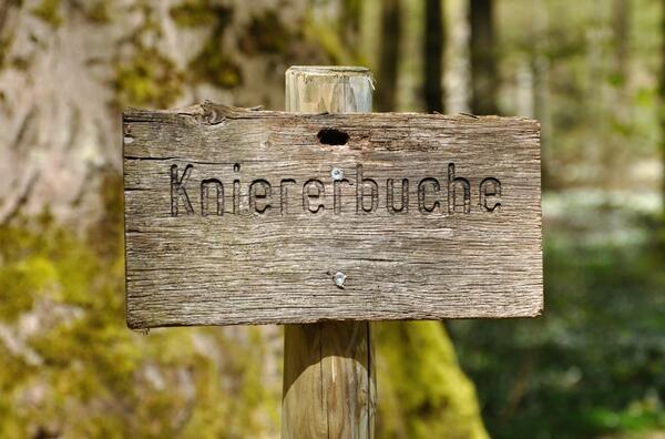 Bild vergr&ouml;&szlig;ern: Vor der Knierer-Buche befindet sich ein Holzschild mit dem Namen.